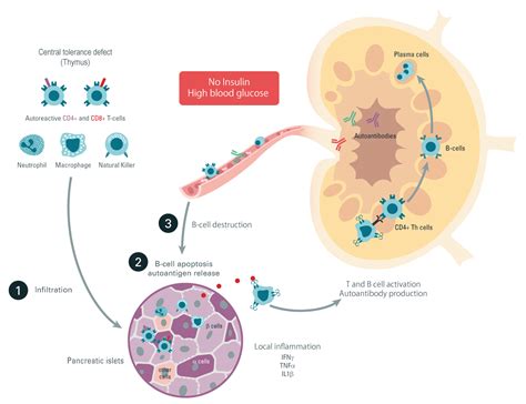 Autoimmunity - By universe - Life …