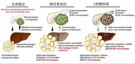 研究证实，镁改善胰岛素敏感性、有助控制血糖
