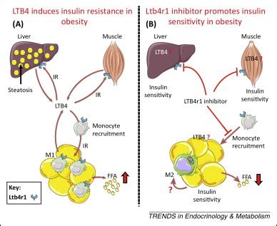 Ltb4r1 inhibitor: A pivotal insulin