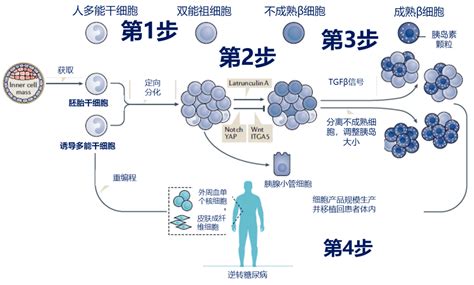 干细胞治疗修复糖尿病