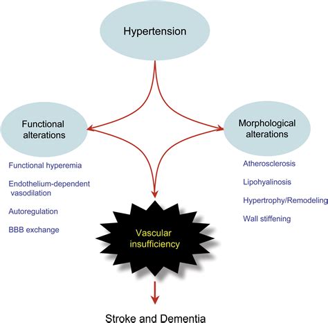 Hypertension and Cerebrovascular Dysfunction…