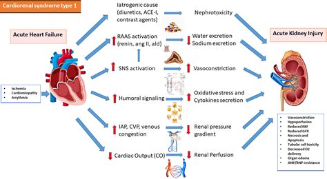 Cardiorenal syndrome: Pathophysiology as a key to the therapeutic ...